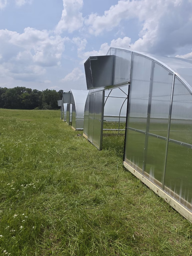 3-30'x96' Greenhouses with the 36 inch exhuast fan systems